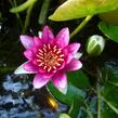 Leknín 'Attraction' - Nymphaea 'Attraction'