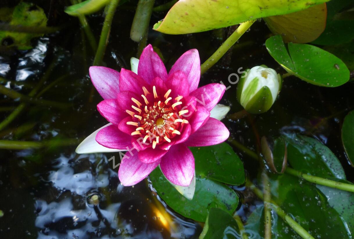 Leknín 'Attraction' - Nymphaea 'Attraction'