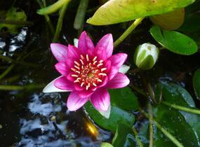 Leknín 'Attraction' - Nymphaea 'Attraction'