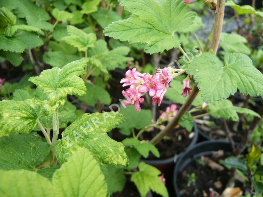 Meruzalka krvavá - Ribes sanguineum