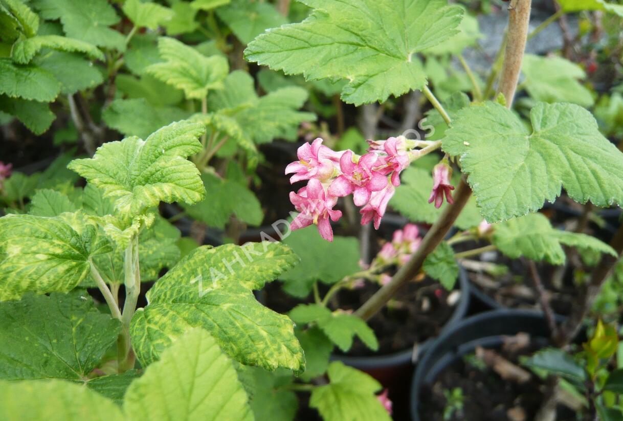 Meruzalka krvavá - Ribes sanguineum