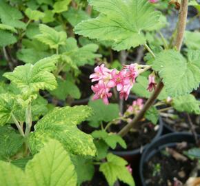 Meruzalka krvavá - Ribes sanguineum