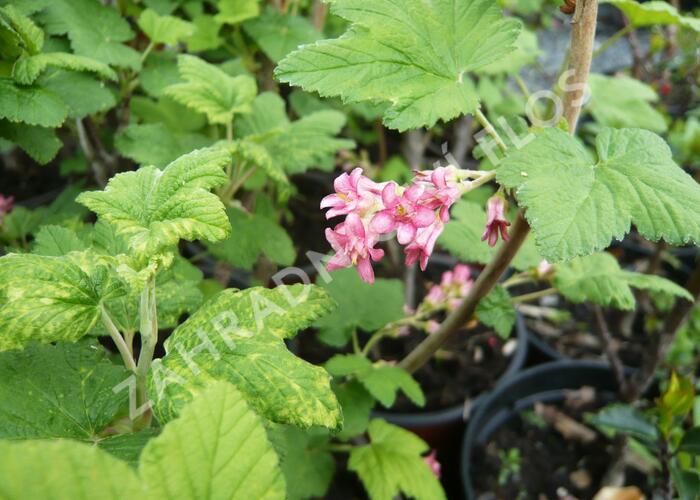 Meruzalka krvavá - Ribes sanguineum
