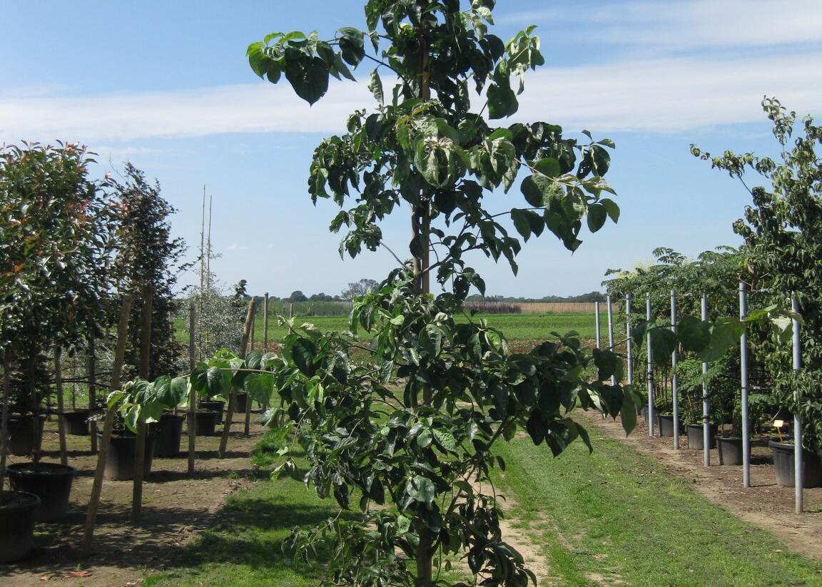 Dřín květnatý - Cornus florida