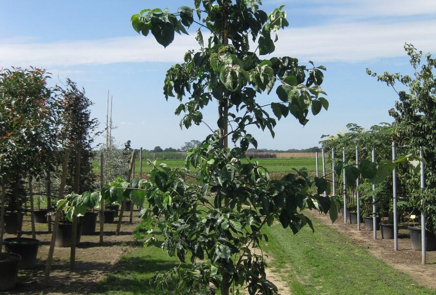 Dřín květnatý - Cornus florida