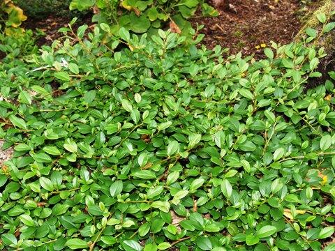 Skalník Dammerův 'Major' - Cotoneaster dammeri 'Major'