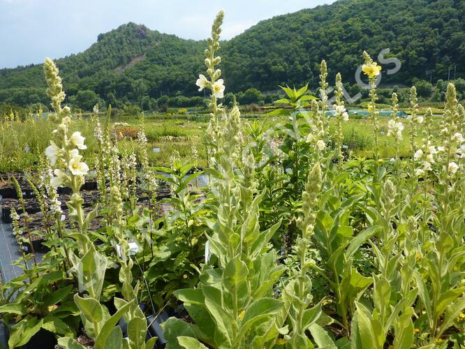 Divizna 'Spica' - Verbascum hybridum 'Spica'