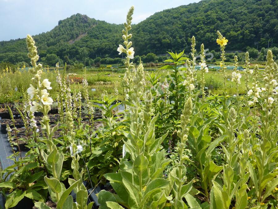 Divizna 'Spica' - Verbascum hybridum 'Spica'