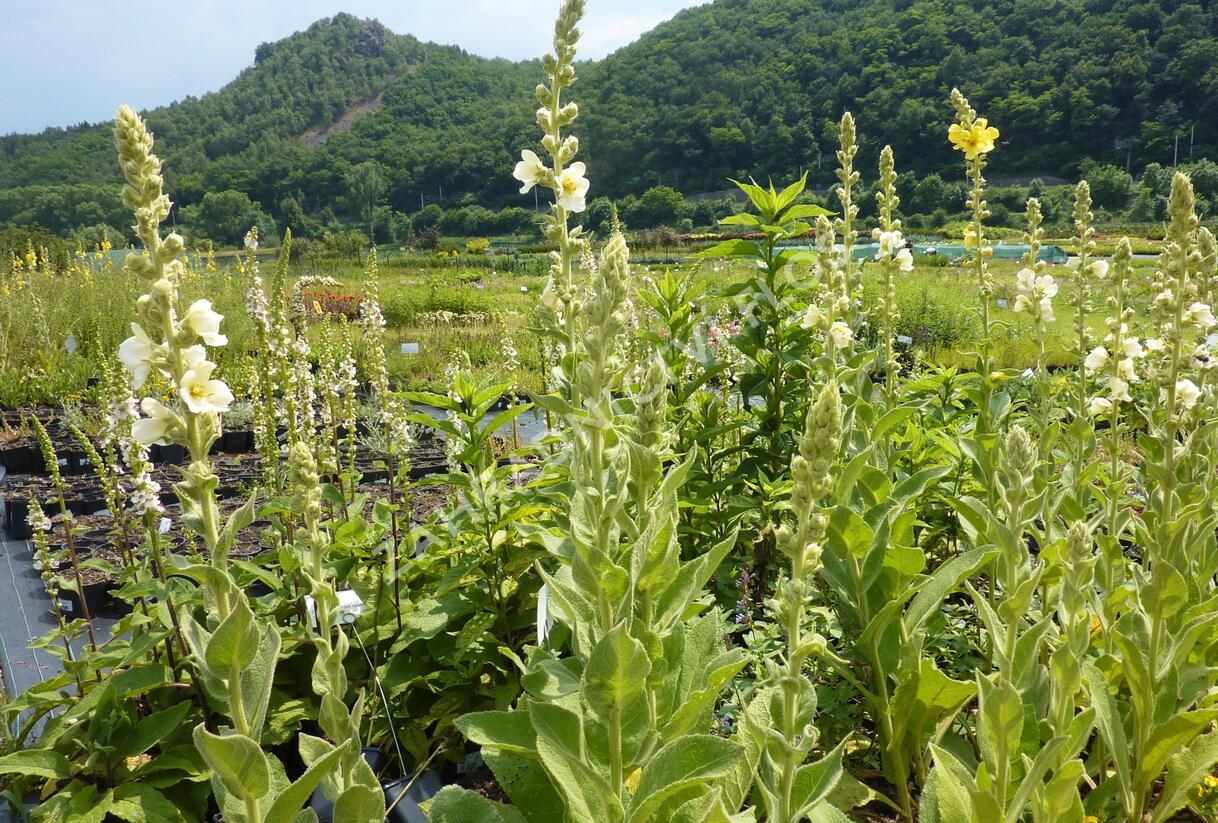 Divizna 'Spica' - Verbascum hybridum 'Spica'