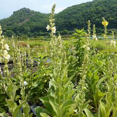 Divizna 'Spica' - Verbascum hybridum 'Spica'