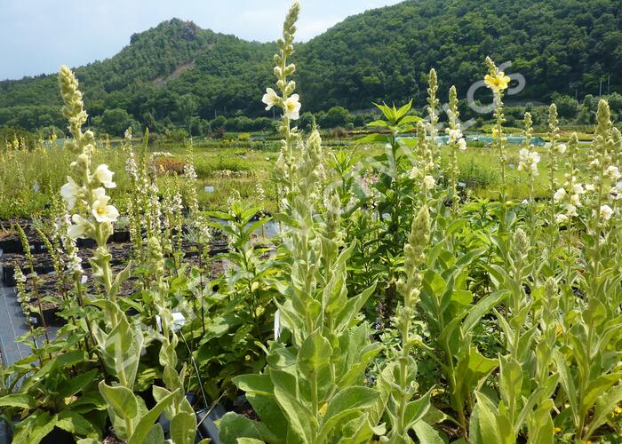Divizna 'Spica' - Verbascum hybridum 'Spica'