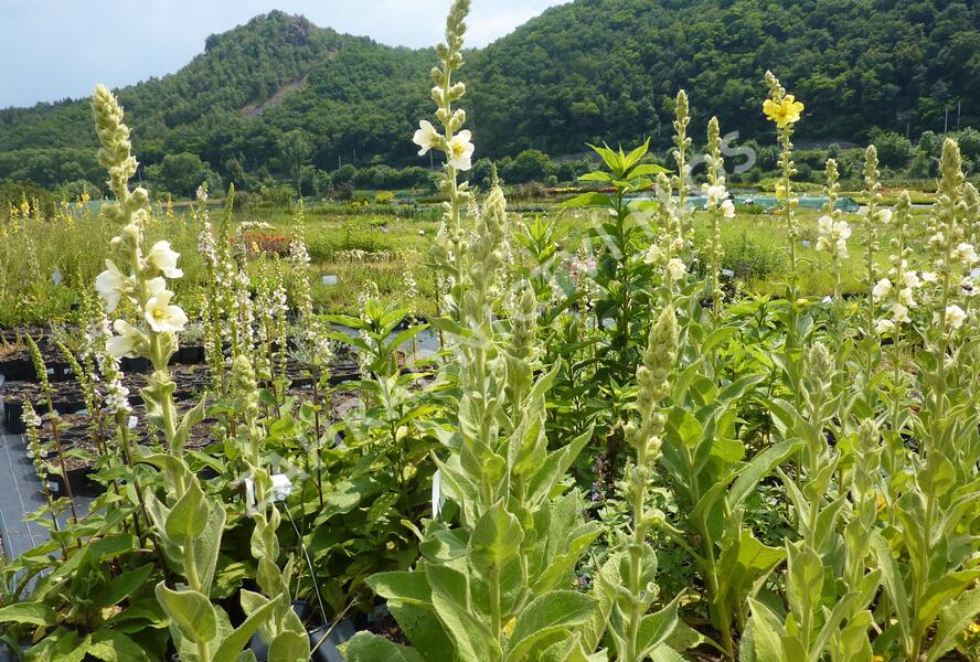 Divizna 'Spica' - Verbascum hybridum 'Spica'