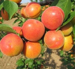 Meruňka raná 'Karola' - Prunus armeniaca 'Karola'