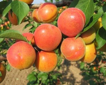 Meruňka raná 'Karola'