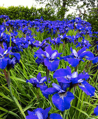 Kosatec sibiřský 'Blue Bird' - Iris sibirica 'Blue Bird'