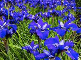 Kosatec sibiřský 'Blue Bird' - Iris sibirica 'Blue Bird'