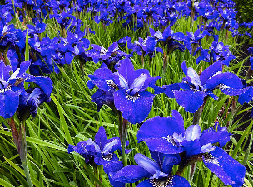 Kosatec sibiřský 'Blue Bird' - Iris sibirica 'Blue Bird'