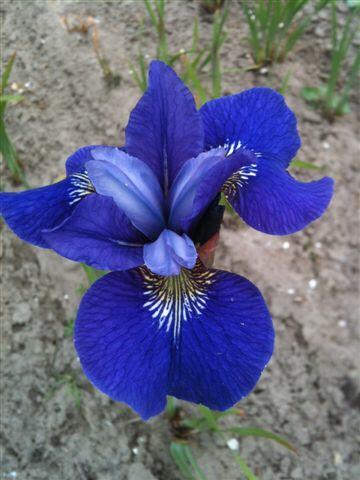 Kosatec sibiřský 'Blue Bird' - Iris sibirica 'Blue Bird'
