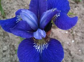 Kosatec sibiřský 'Blue Bird' - Iris sibirica 'Blue Bird'