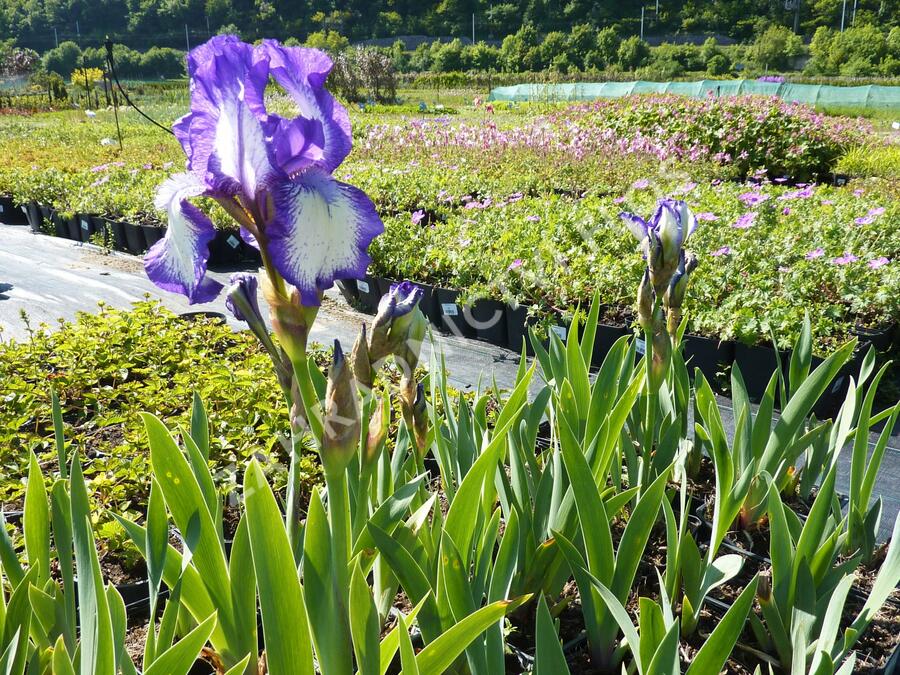 Kosatec německý 'Arctic Fancy' - Iris barbata-media 'Arctic Fancy'