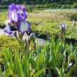 Kosatec německý 'Arctic Fancy' - Iris barbata-media 'Arctic Fancy'
