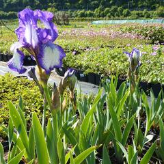 Kosatec německý 'Arctic Fancy' - Iris barbata-media 'Arctic Fancy'
