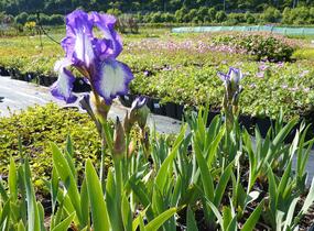 Kosatec bradatý prostřední'Arctic Fancy' - Iris barbata-media 'Arctic Fancy'