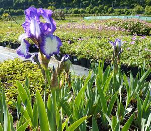 Kosatec německý 'Arctic Fancy' - Iris barbata-media 'Arctic Fancy'