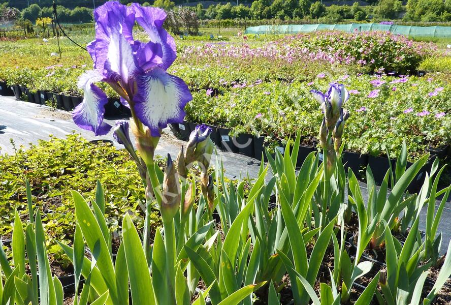Kosatec bradatý prostřední'Arctic Fancy' - Iris barbata-media 'Arctic Fancy'