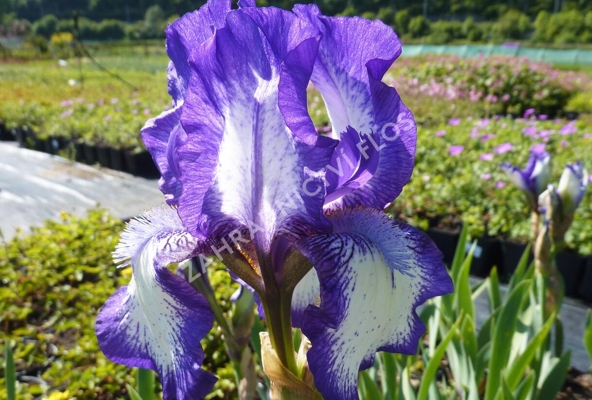 Kosatec bradatý prostřední'Arctic Fancy' - Iris barbata-media 'Arctic Fancy'