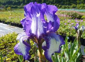 Kosatec bradatý prostřední'Arctic Fancy' - Iris barbata-media 'Arctic Fancy'