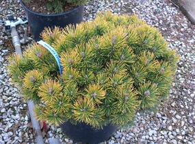 Borovice kleč 'Ophir' - Pinus mugo 'Ophir'