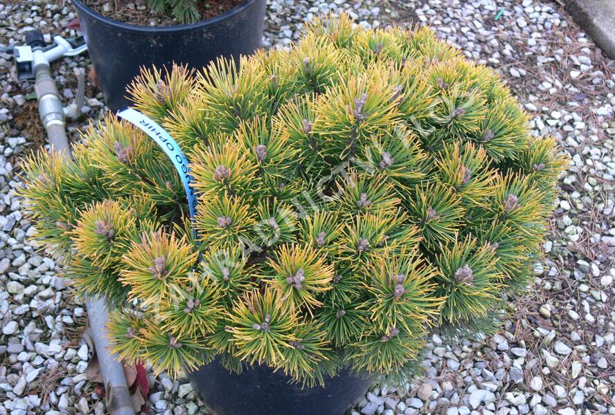 Borovice kleč 'Ophir' - Pinus mugo 'Ophir'