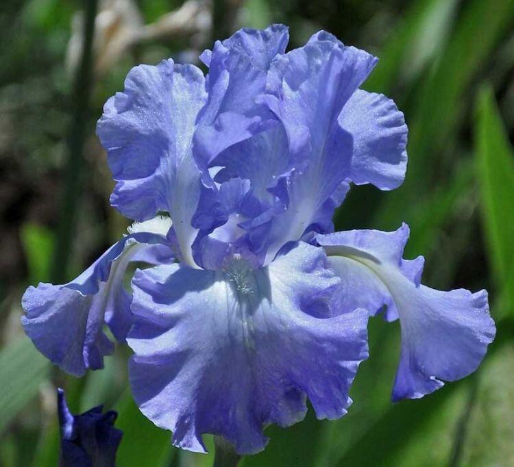 Kosatec německý 'Victoria Falls' - Iris barbata-elatior 'Victoria Falls'