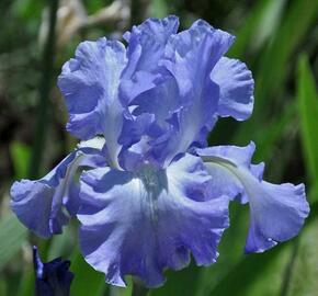 Kosatec německý 'Victoria Falls' - Iris barbata-elatior 'Victoria Falls'