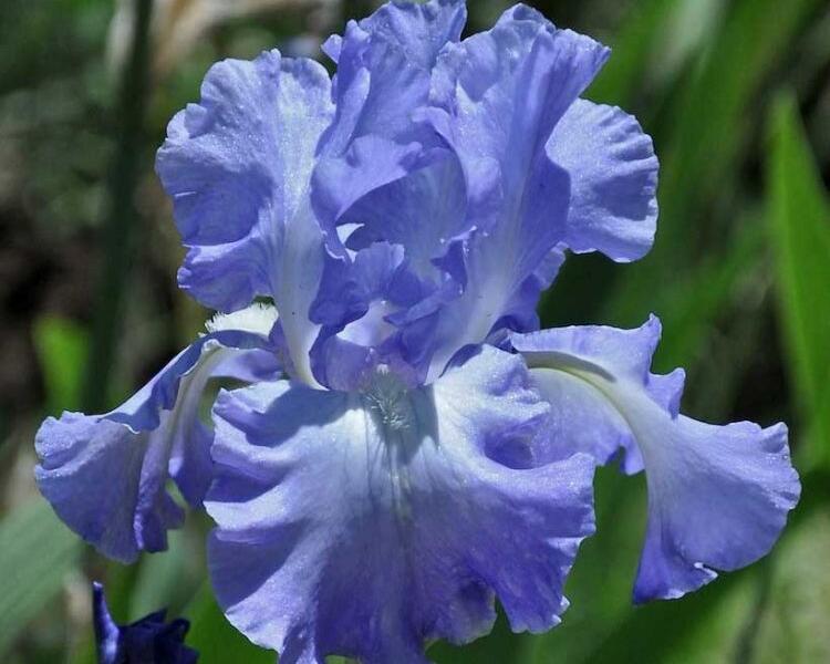 Kosatec německý 'Victoria Falls' - Iris barbata-elatior 'Victoria Falls'