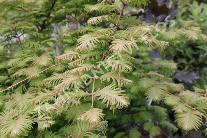 Metasekvoje tisovcovitá 'Matthaei Broom' - Metasequoia glyptostroboides 'Matthaei Broom'