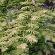 Metasekvoje tisovcovitá 'Matthaei Broom' - Metasequoia glyptostroboides 'Matthaei Broom'