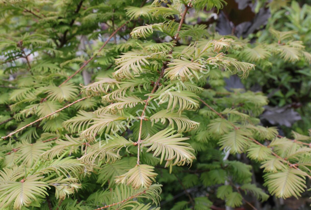 Metasekvoje tisovcovitá 'Matthaei Broom' - Metasequoia glyptostroboides 'Matthaei Broom'