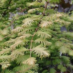 Metasekvoje tisovcovitá 'Matthaei Broom' - Metasequoia glyptostroboides 'Matthaei Broom'