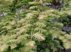 Metasekvoje tisovcovitá 'Matthaei Broom' - Metasequoia glyptostroboides 'Matthaei Broom'
