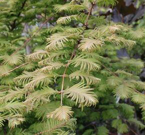 Metasekvoje tisovcovitá 'Matthaei Broom' - Metasequoia glyptostroboides 'Matthaei Broom'