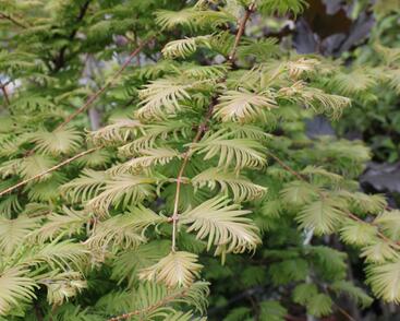 Metasekvoje tisovcovitá 'Matthaei Broom'