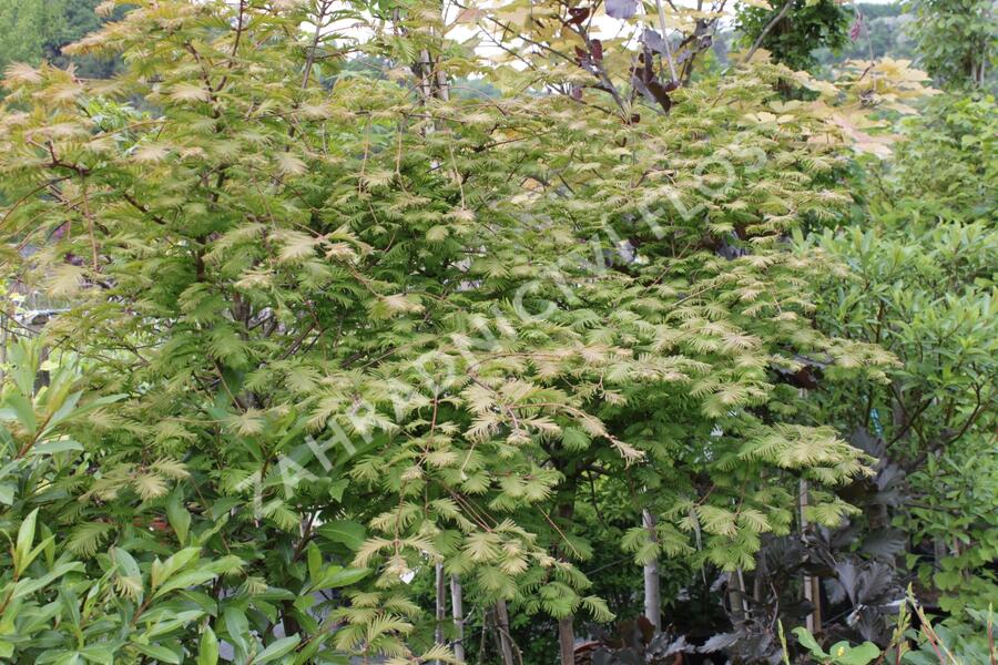 Metasekvoje tisovcovitá 'Matthaei Broom' - Metasequoia glyptostroboides 'Matthaei Broom'