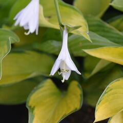 Bohyška 'Captain Kirk' - Hosta 'Captain Kirk'