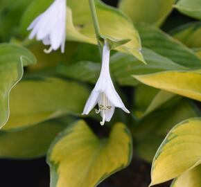 Bohyška 'Captain Kirk' - Hosta 'Captain Kirk'