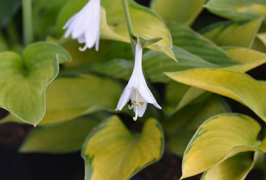 Bohyška 'Captain Kirk' - Hosta 'Captain Kirk'