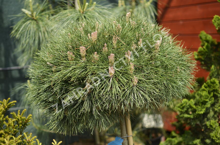 Borovice černá 'Bambino' - Pinus nigra 'Bambino'