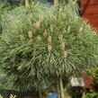 Borovice černá 'Bambino' - Pinus nigra 'Bambino'