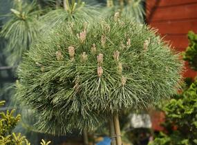 Borovice černá 'Bambino' - Pinus nigra 'Bambino'